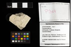 Foto (Objekt + Etiketten) von Goniodromites sp. 